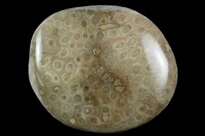 Polished Petoskey Stone (Fossil Coral) - Michigan #131089